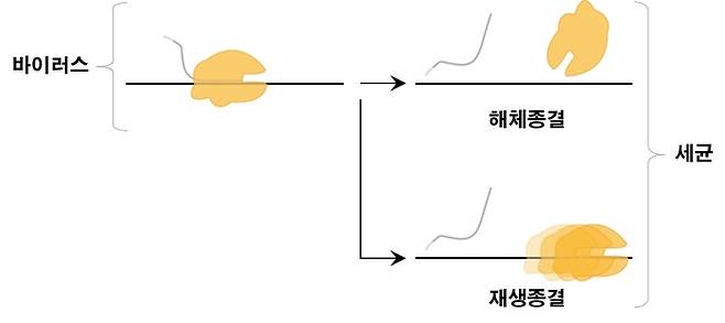 바이러스와 세균에서 전사 종결방식의 차이