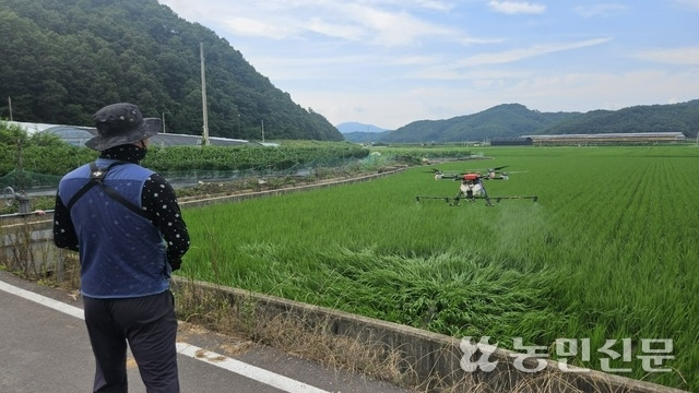 경북 안동농협 직원이 서후면에 있는 벼논을 드론으로 공동방제하고 있다.