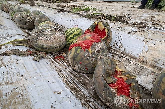 '이걸 어쩌나' (익산=연합뉴스) 지난주 기록적인 폭우로 물에 잠긴 전북 익산시 망성면 시설하우스에 18일 수박이 깨져 나뒹굴고 있다. 2024.7.18 [익산시 제공. 재판매 및 DB금지] jaya@yna.co.kr