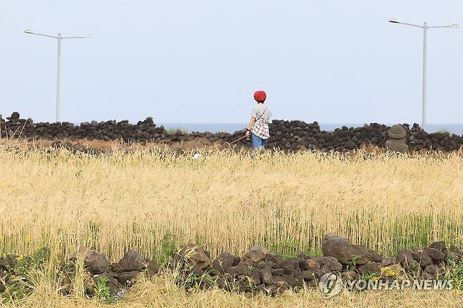 보리밭 [연합뉴스 자료사진]