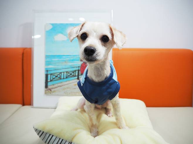 서울동물복지지원센터 마포에서 보호 중인 강아지 보물이 (서울동물복지지원센터 제공) ⓒ 뉴스1