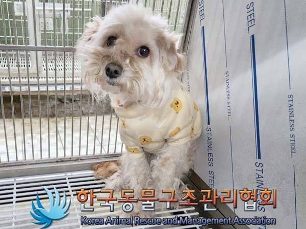 시 보호소에 입소했을 당시 보물이의 모습 (사진 동물보호관리시스템) ⓒ 뉴스1