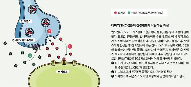 대마의 THC 성분이 신경세포에 작용하는 과정 . 과학동아 제공