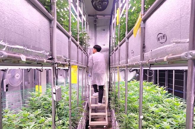 경북 산업용 헴프 규제자유특구에 있는 스마트팜에서 의료용 헴프를 재배하고 있다.&nbsp;