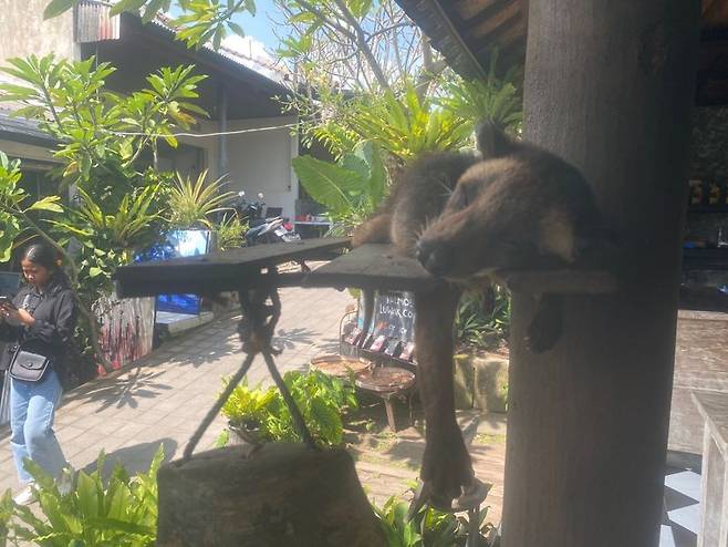 타나 롯에 있는 한 카페에서 만난 사향 고양이. 세상 모르고 자고 있다.