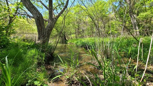 국립수목원이 지난해 8월 강원 철원과 경기 연천 등에 걸쳐 있는 비무장지대(DMZ)에서 발견한 산림습원. 국립수목원