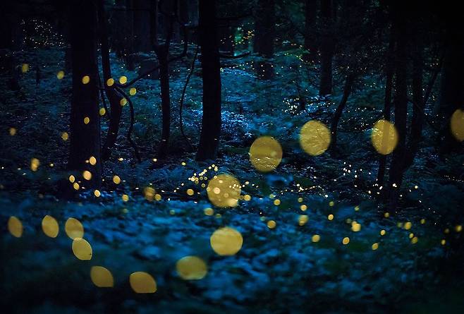 자연의 예술 부문 수상작 '스타더스트 숲', 작가(Kazuaki Koseki). /미국 캘리포니아 과학아카데미