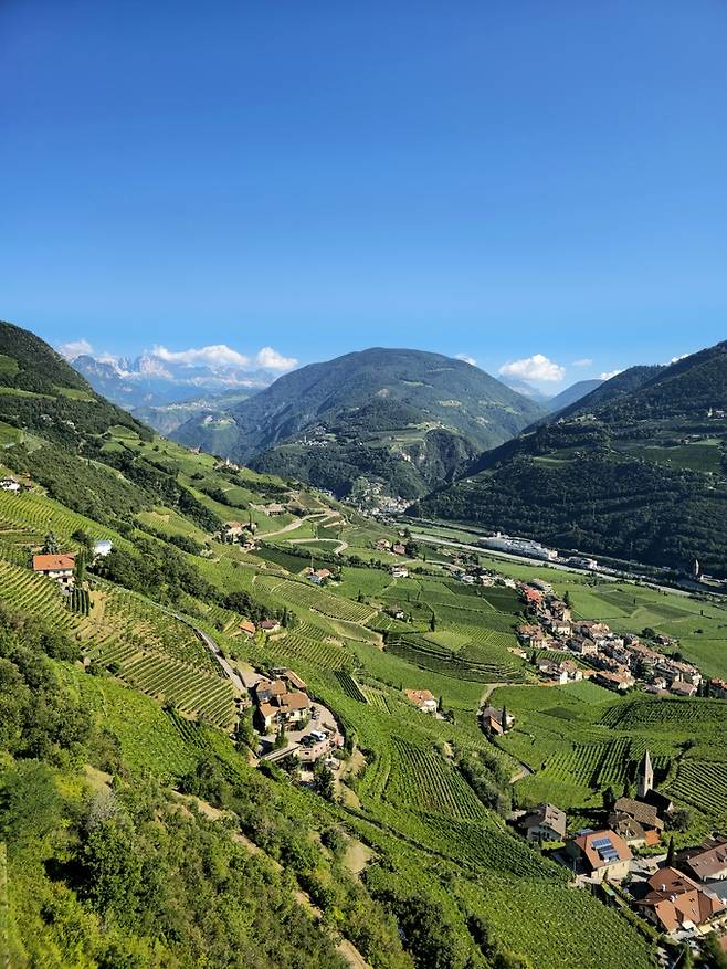 볼차노 포도밭과 돌로미티 산맥. 최현태 기자
