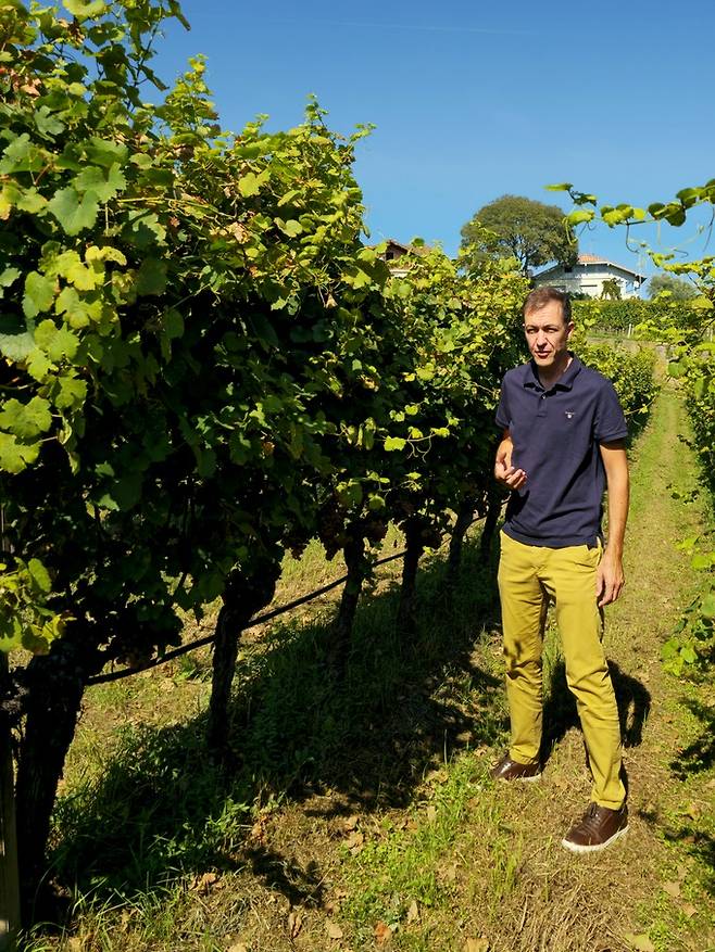 퍼골라 방식 재배 게뷔르츠트라미너 올드바인. 최현태 기자