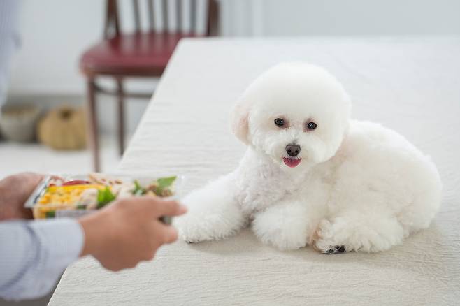 VIP동물의료센터에 따르면 요로결석을 예방하기 위해서는 식단관리가 중요하다. (사진 이미지투데이) ⓒ 뉴스1