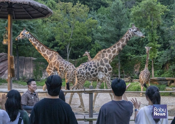 사파리 내부를 걸어서 탐험해보는 '로스트밸리 썸머 선셋 어드벤처'에서는 낙타, 코끼리, 기린 등 멸종위기 동물들을 만나보고, 주키퍼 설명을 들으며 생태 정보와 종보전의 중요성에 대해 배워볼 수 있다. ⓒ삼성물산