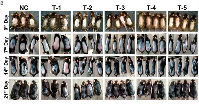 탈모 쥐 모델의 모발 재생 변화. 각 조건별로 모발 재생을 관찰했다.                                                                              NC (Negative Control): 자연적인 모발 성장 주기를 평가하기 위한 그룹.T-1 (Testosterone-treated group): 테스토스테론이 모발 성장 영향을 평가하기 위한 그룹.T-2 (Blank-SA): 알지네이트 겔 자체의 영향을 평가하기 위한 그룹.T-3 (2dDR-SA): 2dDR의 영향을 평가하기 위한 그룹.T-4 (Minoxidil): 미녹시딜의 영향을 평가하기 위한 그룹.T-5 (Synergistic 2dDR and Minoxidil): 2dDR과 미녹시딜의 시너지 효과를 평가하기 위한 그룹.                                      실험 시작 후 0일, 7일, 14일, 21일에 걸쳐 각 그룹의 모발 재생 상태를 관찰 결과.  [https://www.frontiersin.org/journals/pharmacology/articles/10.3389/fphar.2024.1370833/full]