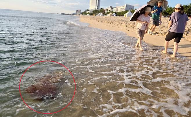 최근 강원 동해안 해수욕장에서 해파리 쏘임 사고가 잇따르고 있는 가운데 22일 강릉시 경포해수욕장 백사장 가까이에 커다란 노무라입깃해파리가 파도에 쓸려 유영하고 있다. /연합뉴스