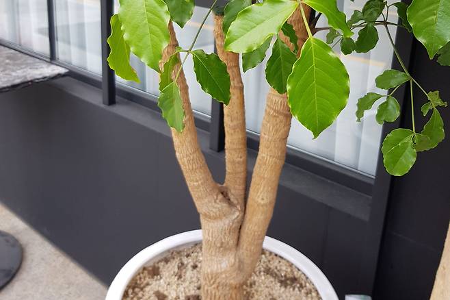 해피트리(행복나무). 잎 가장자리가 매끄럽고 물결 모양을 이루고, 굴곡이 촘촘한, 울퉁불퉁한 수피를 갖고 있다.