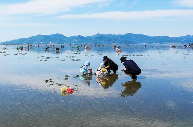 만돌마을 인근 물 빠진 고창갯벌에서 여행객들이 조개 캐기 체험을 하고 있다. 한국관광공사 제공