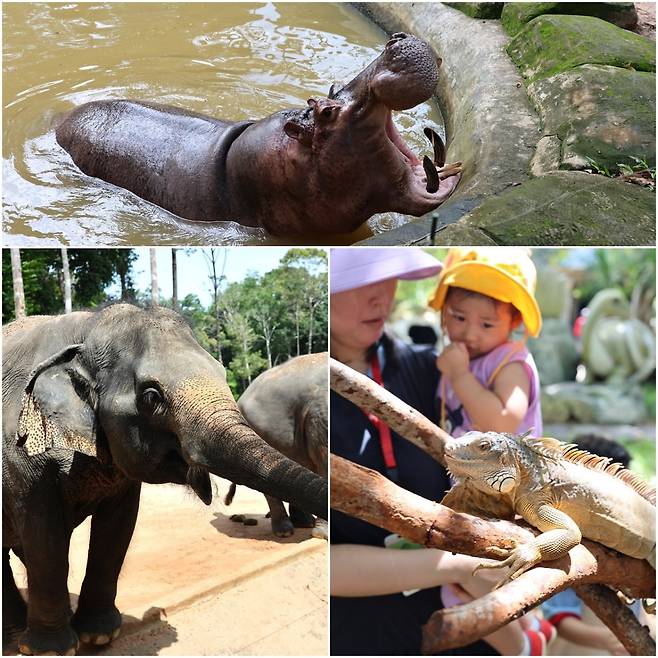 빈펄 사파리에서 트램을 타고 볼 수 있는 동물들.