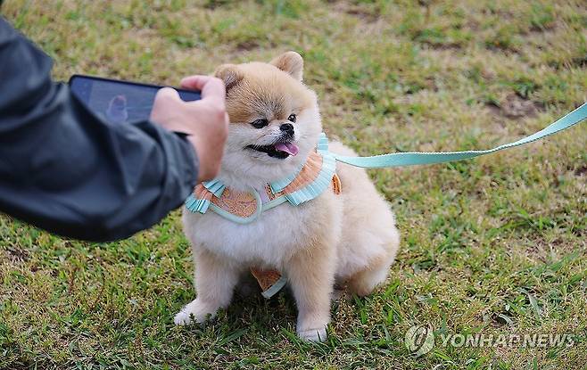 반려동물 [연합뉴스 자료 사진]