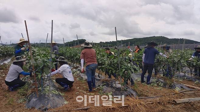 농협은행 자금시장부문 임직원들이 24일 경기 파주지역 수해피해 농가를 찾아 일손돕기를 하고 있다.(사진=NH농협은행)