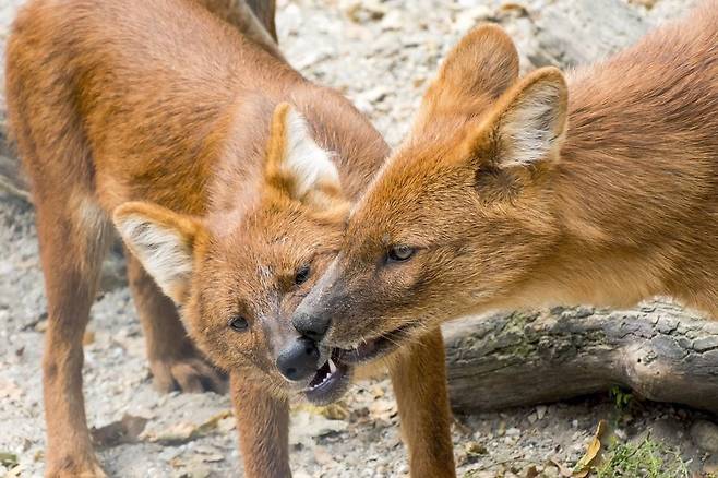 무리끼리 애정을 표현하는 인도승냥이. 짜임새있는 협업사냥은 아프리카의 리카온과판박이다./dholes.org
