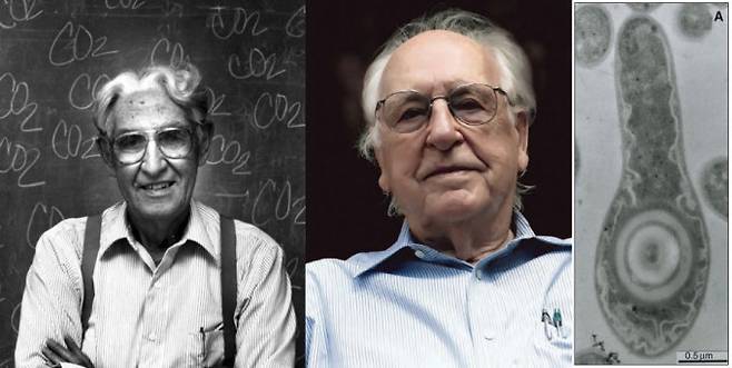 1958년 51세인 할랜드 우드 교수(왼쪽)의 연구실에 들어온 32살 늦깎이 대학원생 라르스 융달(가운데)은 혐기성 박테리아 무렐라 써모아세티카(오른쪽)가 이산화탄소에서 아세테이트를 만드는 대사 경로를 규명하는 연구 주제를 받았다. 두 사람은 그 뒤 30여 년 동안 협력해 대부분을 밝혔고 지금은 '우드-융달 경로'로 불린다. 아쉽게도 융달의 젊은 시절 사진을 찾지 못했다. 아이오와주립대/라르스 융달 제공