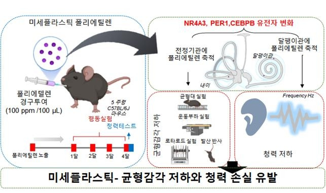 미세플라스틱이 균형감각 저하와 청력 손실 유발하는 과정을 나타낸 모식도. 한국원자력의학원 제공