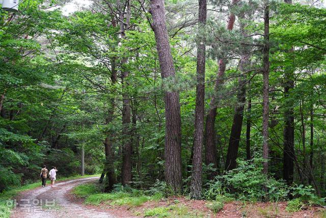 실상사에서 약수암까지는 차로 갈 수도 있지만 걸으면 더욱 좋은 길이다.
