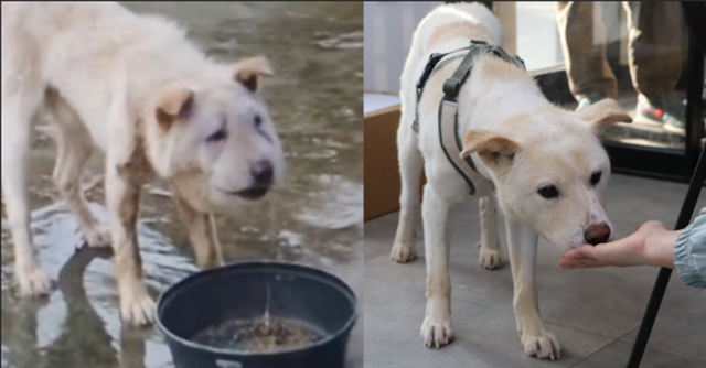 지난해 5월, 경북 안동시의 한 마을에서 발견된 유기견 '백호'의 모습.(왼쪽) 백호는 새끼 때 버려져 작은 목줄을 풀지 못해 고통을 당한 상태에서 구조됐다. 동물자유연대 제공