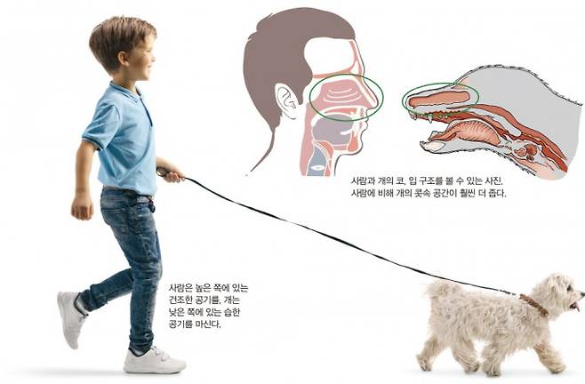 (왼쪽부터) 사람은 높은 쪽에 있는 건조한 공기를 개는 낮은 쪽에 있는 습한 공기를 마신다 - 사람과 개의 코, 입 구조를 볼 수 있는 사진. 사람에 비해 개의 콧속 공간이 훨씬 더 좁다. 게티이미지뱅크, Jan F. Hawkins 제공