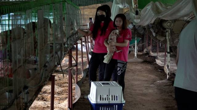 지난 10일 동물구조단체 KDS, 도로시지켜줄개가 공무원과 함께 전남 함평 무허가 번식장을 적발해 번식견들을 구조하는 모습. 전병준 기자