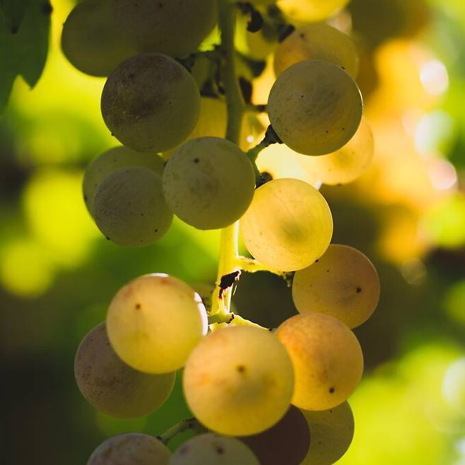 가르가네가. 소아베와인협회