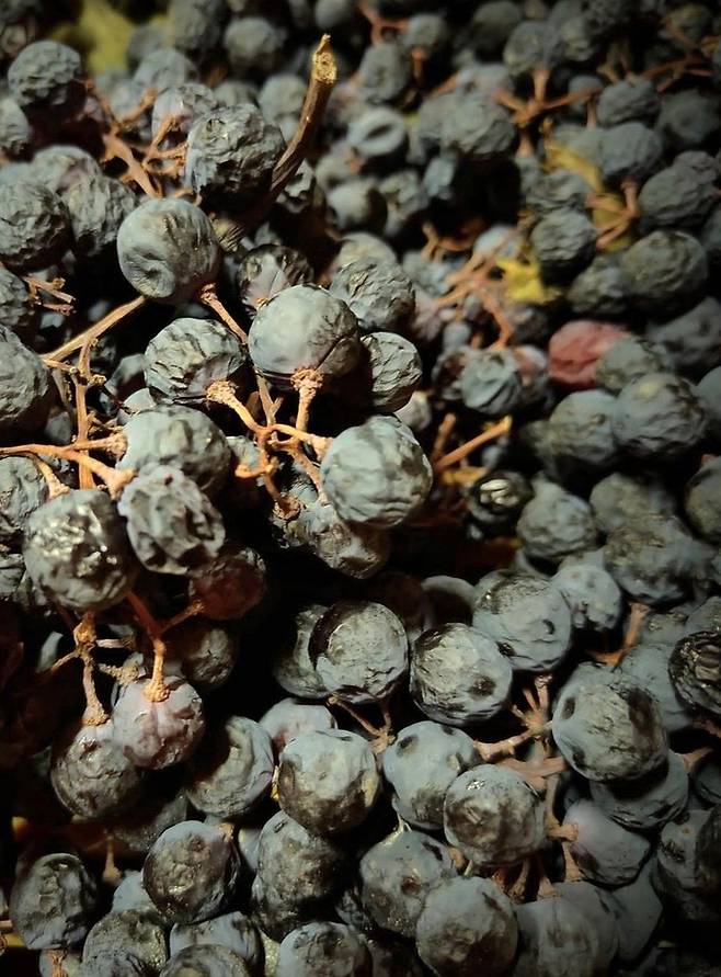 건조한 아마로네 제조용 포도. 인스타그램