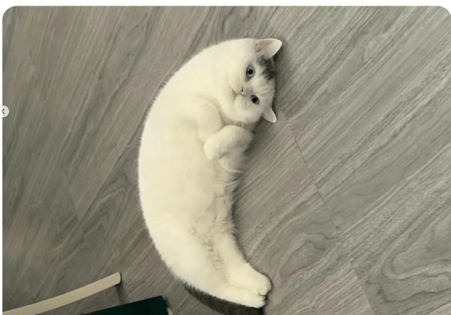 1000001223.png 바나나빵 고양이 보고 가라.jpg