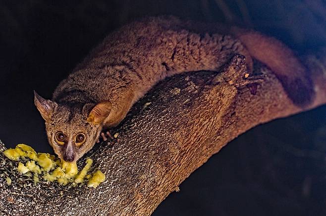 “저도 신체의 비밀이 하나 있긴해요. 영장류 중 하나인 갈라고. [사진출처=acobmacmillan]