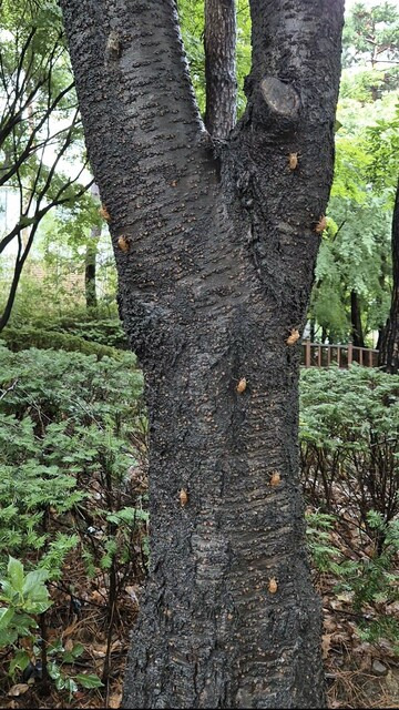 경의선숲길의 한 나무줄기에는 매미 허물 10여개가 붙어 있고 성체 매미 몇마리도 보인다. 이처럼 서식 밀도가 높은 것은 올해가 이 지역 참매미의 5년 주기 출현 시기이거나 단순히 개체 수가 늘어난 결과로 보인다. 강석기 제공