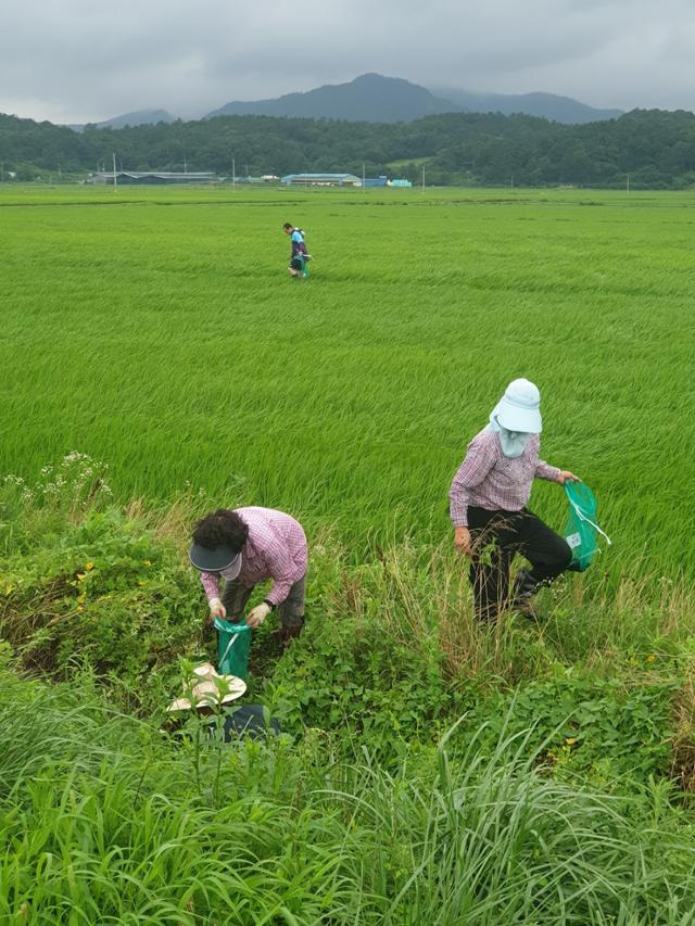 지난 18일 전남 영암군 학산리에 위치한 친환경 벼 집적화단지에서 농민들이 왕우렁이를 수거하고 있다. 뉴스1