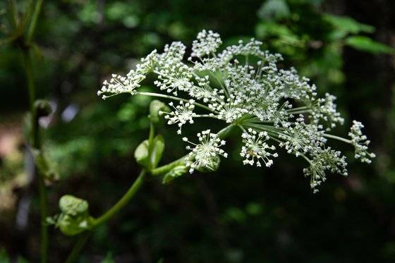 가지 하나에 수많은 꽃송이가 핀 개구릿대.