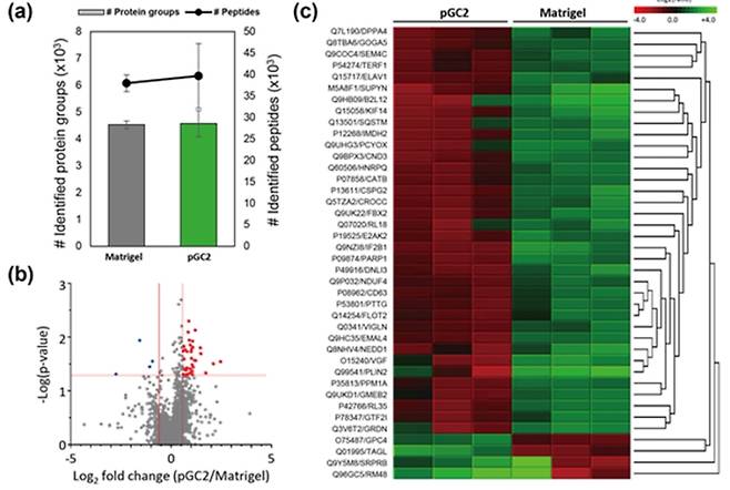 공동연구팀이 개발한 플랫폼에서 장기 배양 이후 단백질학 분석 결과. (a)식별된 단백질 및 펩타이드 수, (b) 개발된 플랫폼과 매트리젤에서 배양된 세포의 단백질 발현 정도 비교, (c) 개발된 플랫폼과 매트리젤에서 각각 배양된 단백질의 발현 정도 및 위계적 군집 분석. KAIST