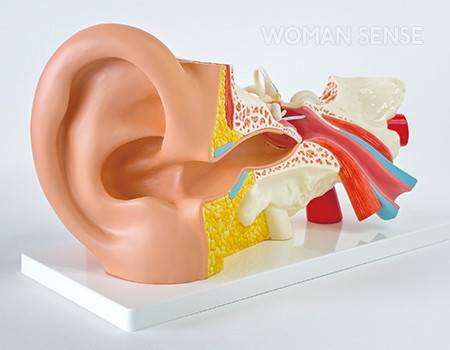 외이도는 귓구멍 입구부터  고막까지 이어지는 S자 모양 통로다.