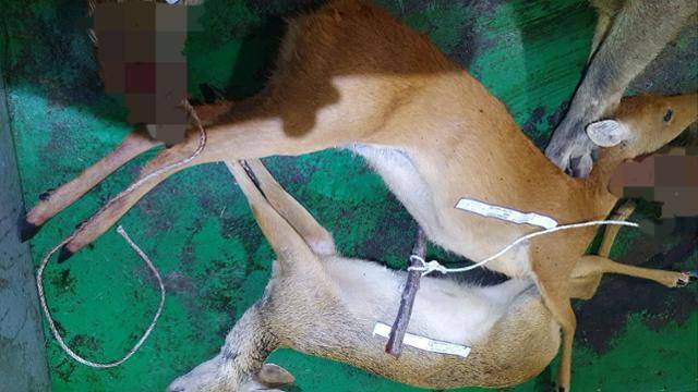 노루와 고라니로 보이는 동물 사체. 아래와 달리 위쪽은 고라니보다 덩치가 크고, 누런색이며, 엉덩이에 흰 털이 일부 남아 있는 등 노루 특징이 뚜렷해 보인다. 야생생물관리협회 대구경북지부 제공