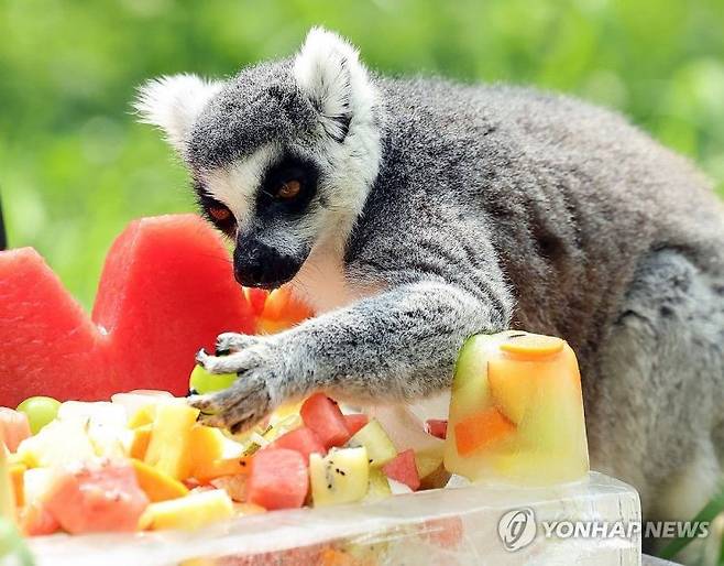 폭염 경보가 내린 2일 오후 광주 북구 우치동물원에서 알락꼬리여우원숭이가 얼음에 담긴 과일을 먹고 있다. [사진출처=연합뉴스]