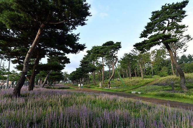 [수원=뉴시스] 수원 노송숲. (사진=수원시 제공) 2024.08.02. photo@newsis.com *재판매 및 DB 금지