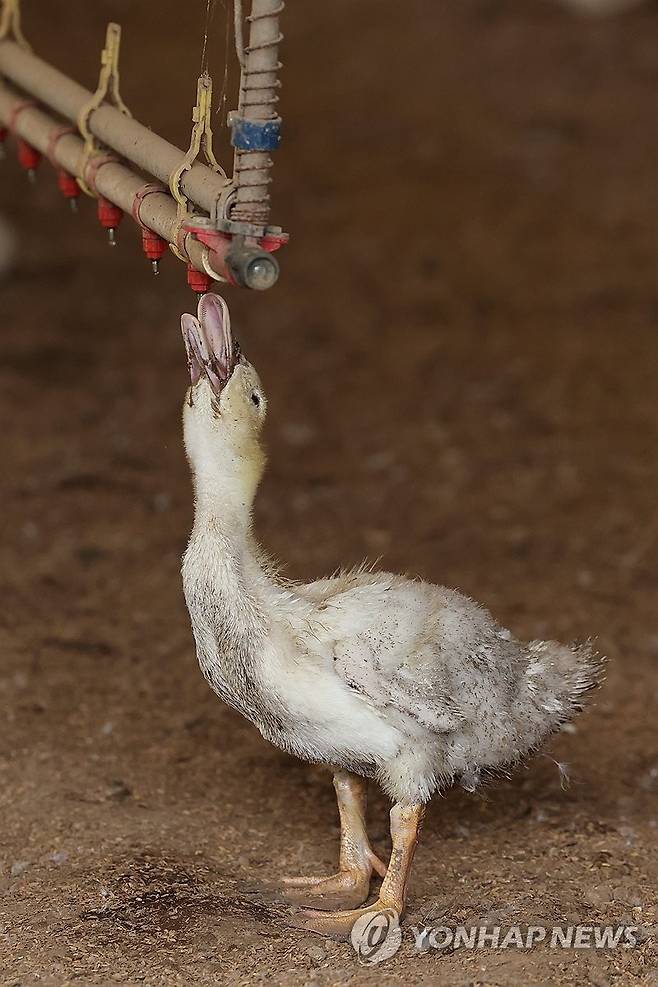 무더위에 물 마시는 오리 (나주=연합뉴스) 김혜인 기자 = 전남 전역에 폭염경보가 내려진 1일 나주시 세지면 죽동리의 한 농장에서 오리가 물을 마시며 더위를 달래고 있다. 2024.8.1 in@yna.co.kr