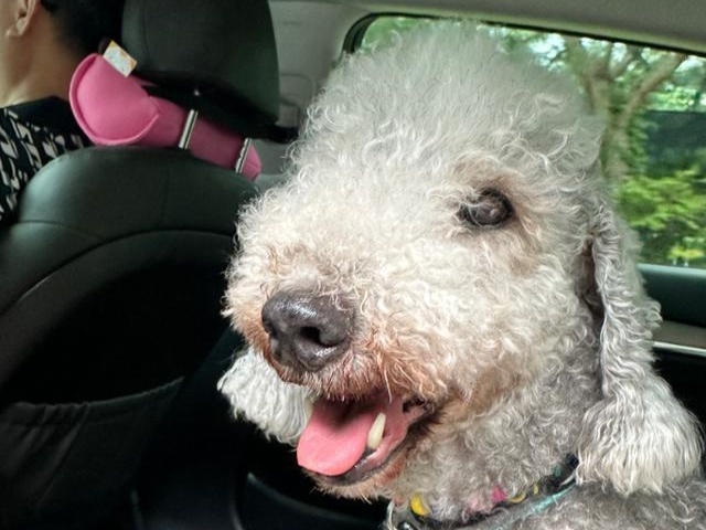 파마는 활발한 성격으로 차도 잘 타고 다른 개들과도 잘 지내는 편이다. 동물보호단체 네스트 제공