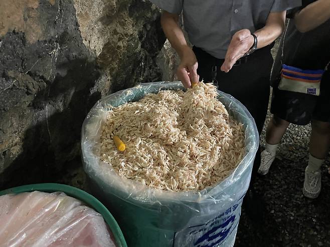 중앙토굴 내부에서 숙성 중인 새우젓. 전새날 기자