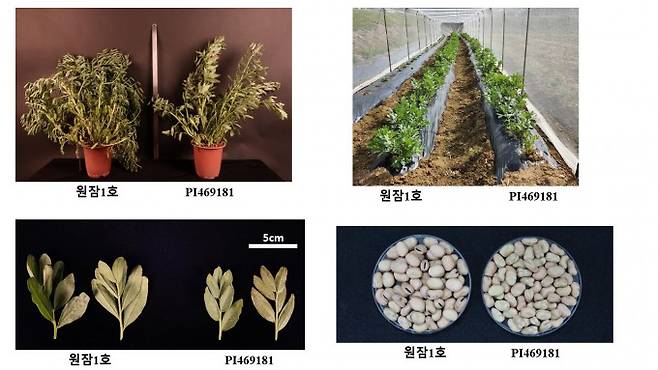 연구팀이 방사선육종 기술로 개발한 잠두 품종 원잠1호와 원품종(PI469181)의 비교 사진. 원자력연 제공
