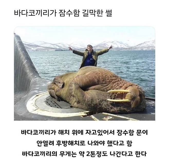 IMG_4484.jpeg 잠수함 길막 레전드 ㄷㄷ