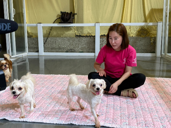 "같은 생명이고, 이 친구들을 돕는 일에 시간을 들이고 함께 있어주는 게 제 삶에 큰 축복이에요." 이효정 도로시지켜줄개 대표가, 열악한 재정 등 힘든 상황에서도 이 일을 계속하는 이유가 그랬다./사진=남형도 기자