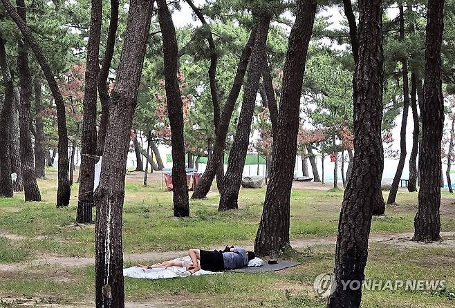 경포해변 송림에서 열대야 잊고 숙면 [연합뉴스 자료사진]