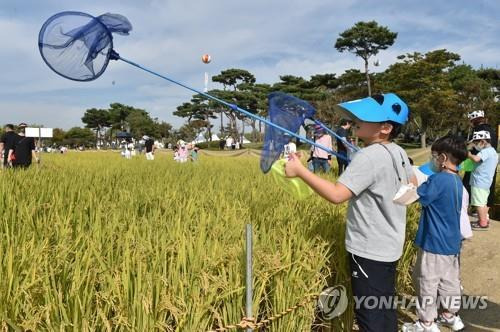 지평선축제 [연합뉴스 자료사진]