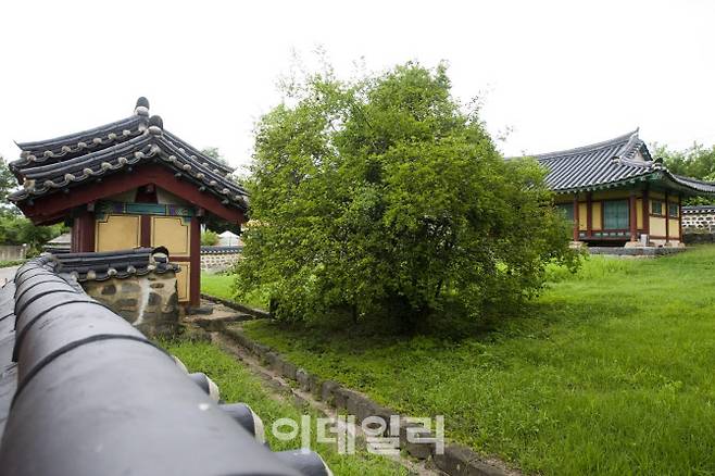 국가지정자연유산 천연기념물로 지정 예고된 부여 석정동헌 탱자나무. (사진=국가유산청)